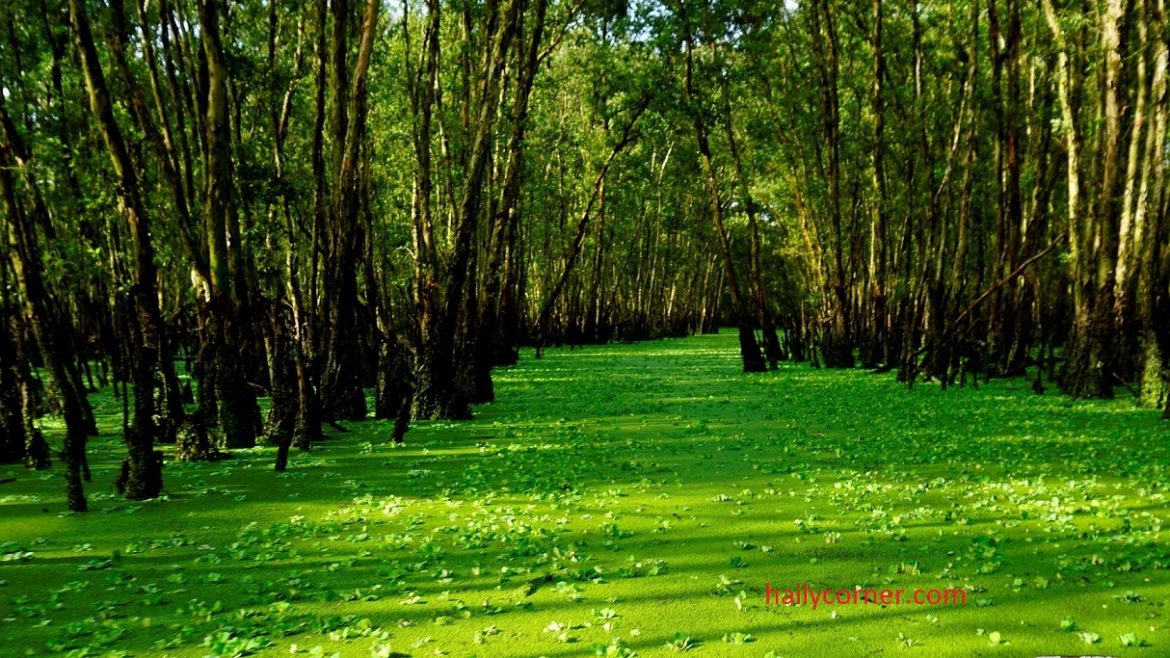 VỀ AN GIANG, KHÁM PHÁ XỨ THỐT NỐT